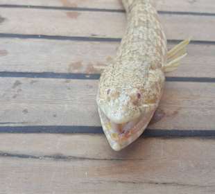 Angelglück - Karibikfeeling in Hurghada