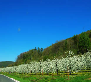 Kirschblüten der Fränk.Schweiz