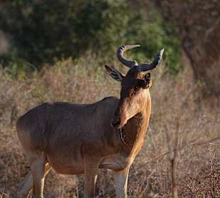 Antilope