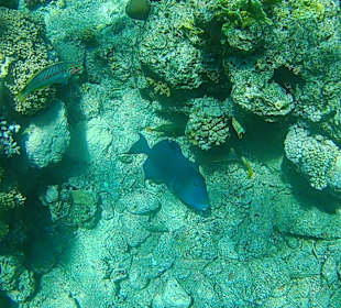 Schnorcheln Nabq Bay