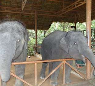 Bei einer Elefantenfütterung