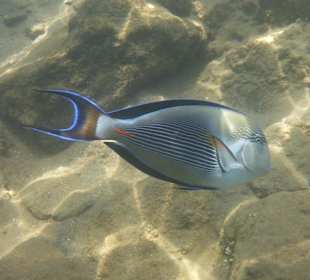 Schöne Unterwasserwelt am Hausriff