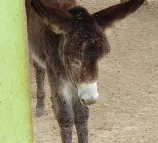 Pflegestation Jungtiere