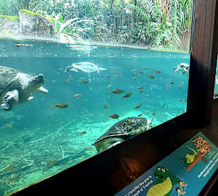 Singapur Zoo
