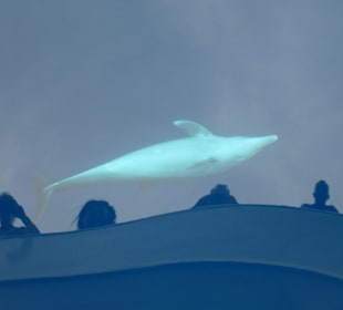 Spiegelglattes Wasser, Delfin in Spiellaune