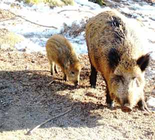 Wildschweine