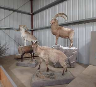 Tierszene im Wildlife Museum