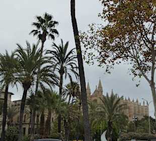 Palma