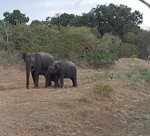 Yala Nationalpark