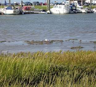 Salzwiesen Erlebnispfad Nessmersiel