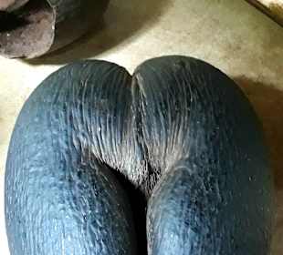 Nationalpark Valleé de Mai