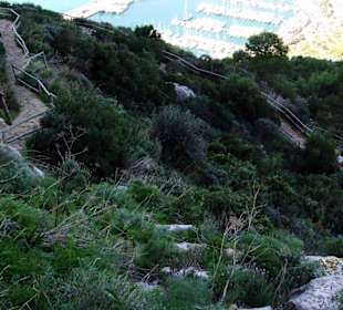 Einzigartige Vegetation am Peñón de Ifach