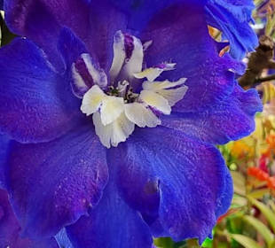 Blaue Blumenpracht