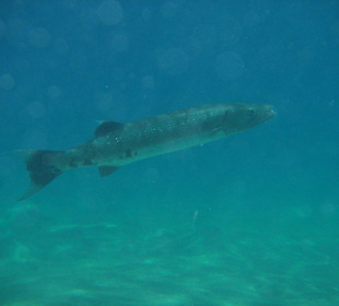 Riesenbaracuda am Hausriff