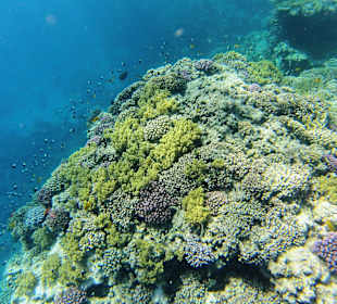 Korallen & Jungfische