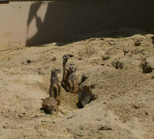 Süße Erdmännchen...