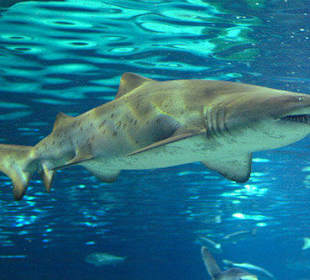 L'Aquarium Barcelona