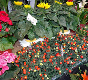 Rundgang über den Obstmarkt Bozen
