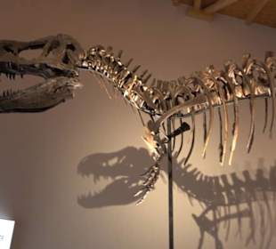 Dinosaurier Museum Altmühltal