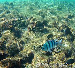 Riff am Hotel Strand