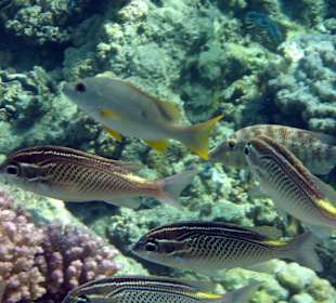 Schnorcheln Abu Dabbab