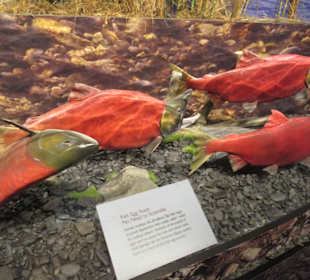Im Wildlife Center