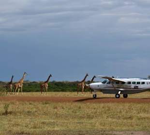 Giraffen nahe Olkiombo Airstrip