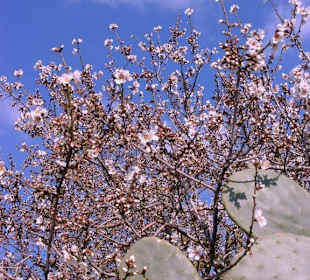 Anfänge der Mandelblühte