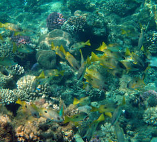 Hotel Lahami Bay Hausriff