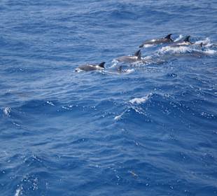 Delfintour mit Astrid