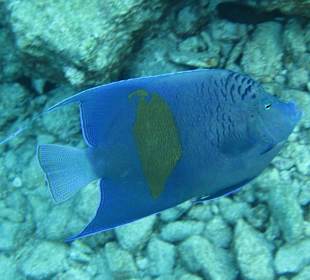 Arabischer Kaiserfisch