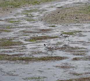 Wandern Norddorf auf Amrum