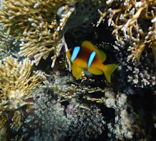 Schnorcheln Soma Bay