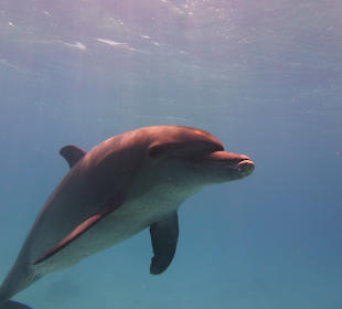 Delfin 
