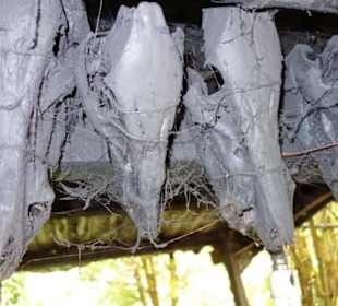 Schädel von Wildschweinen