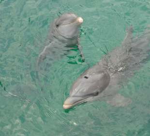 Delfinschwimmen