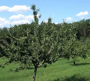 Eduard Lucas Musterobstgarten Mähringen