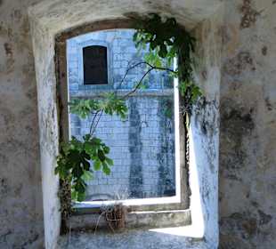 Mamula, Andrea, Velo, Anni 2011