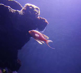 Sehr schön, als wäre man selber tauchen würde.