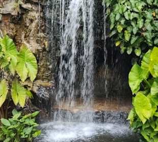 Botanischer Garten Singapur 