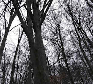 Wildpark Eichert