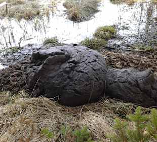 Im Moorwald eine Ladung Torf !