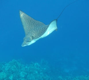 Beim schorcheln  -  Adlerrochen 