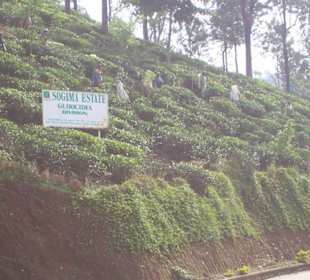 Ausflug Tourenveranstalter Kapila de Silva