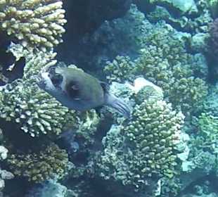 Schnorcheln Soma Bay