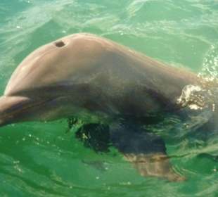 Delfin in Bahia de Naranjo