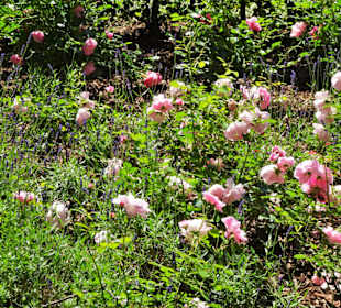Spaziergang durch den Rosengarten