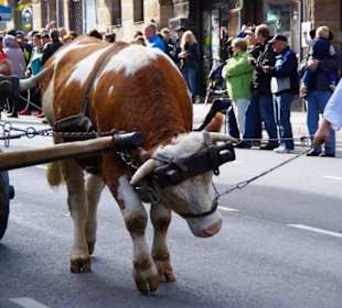 Bierführerverein Fürth
