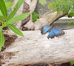 Schmetterlings- und Papageienhaus