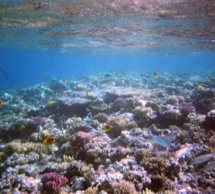 Einmalige Korallenwelt am Strand